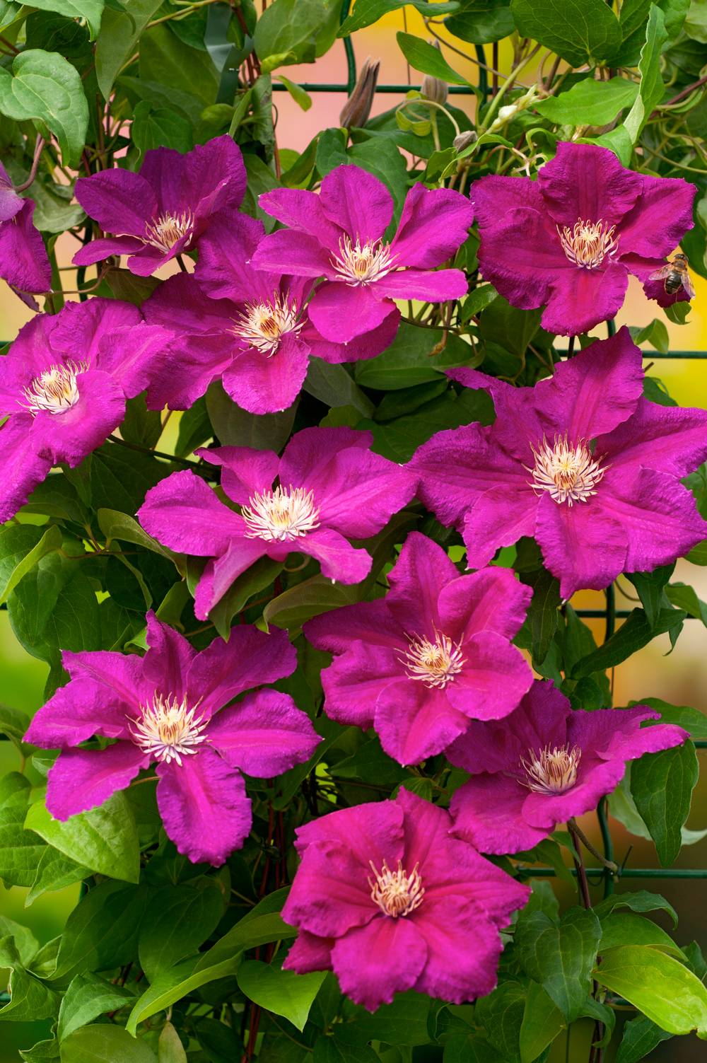 Clématite 'Ernest Markham' - Clematis