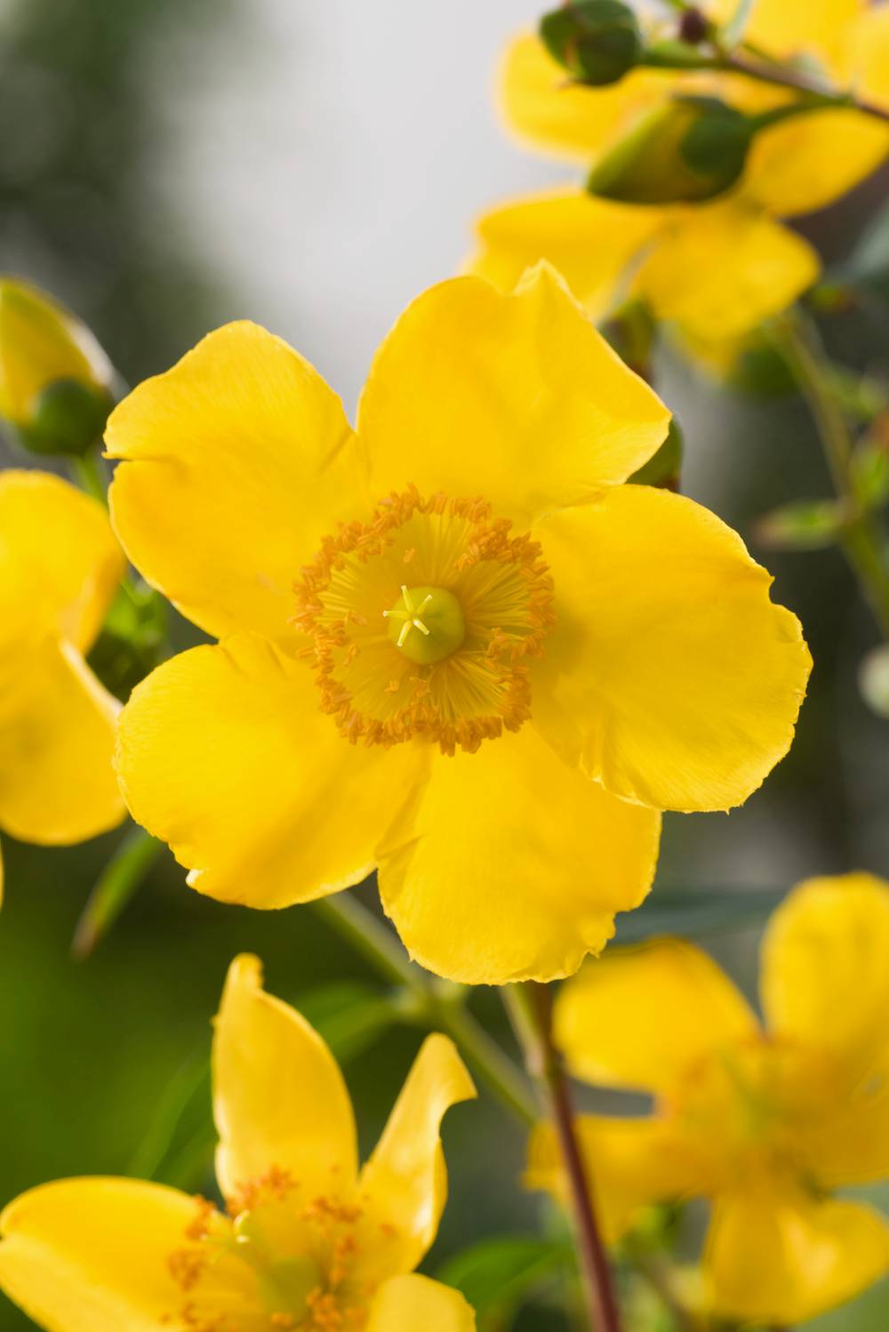 Hypericum 'Hidcote' - Millepertuis