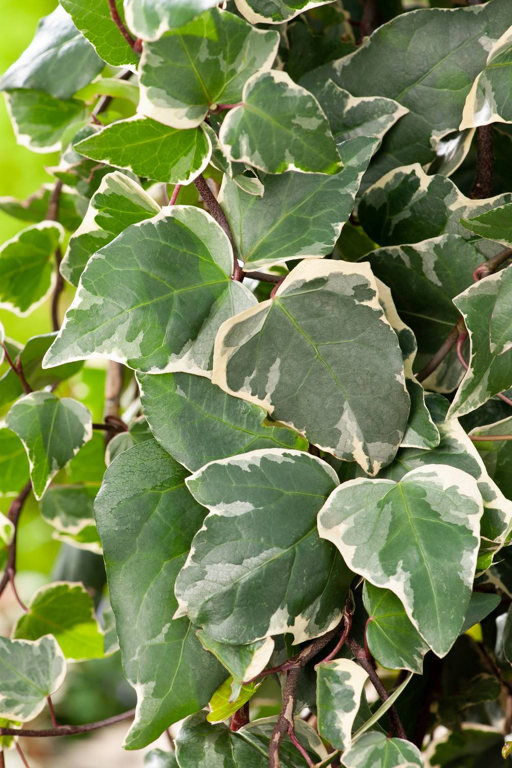 Lierre 'Gloire de Marengo'