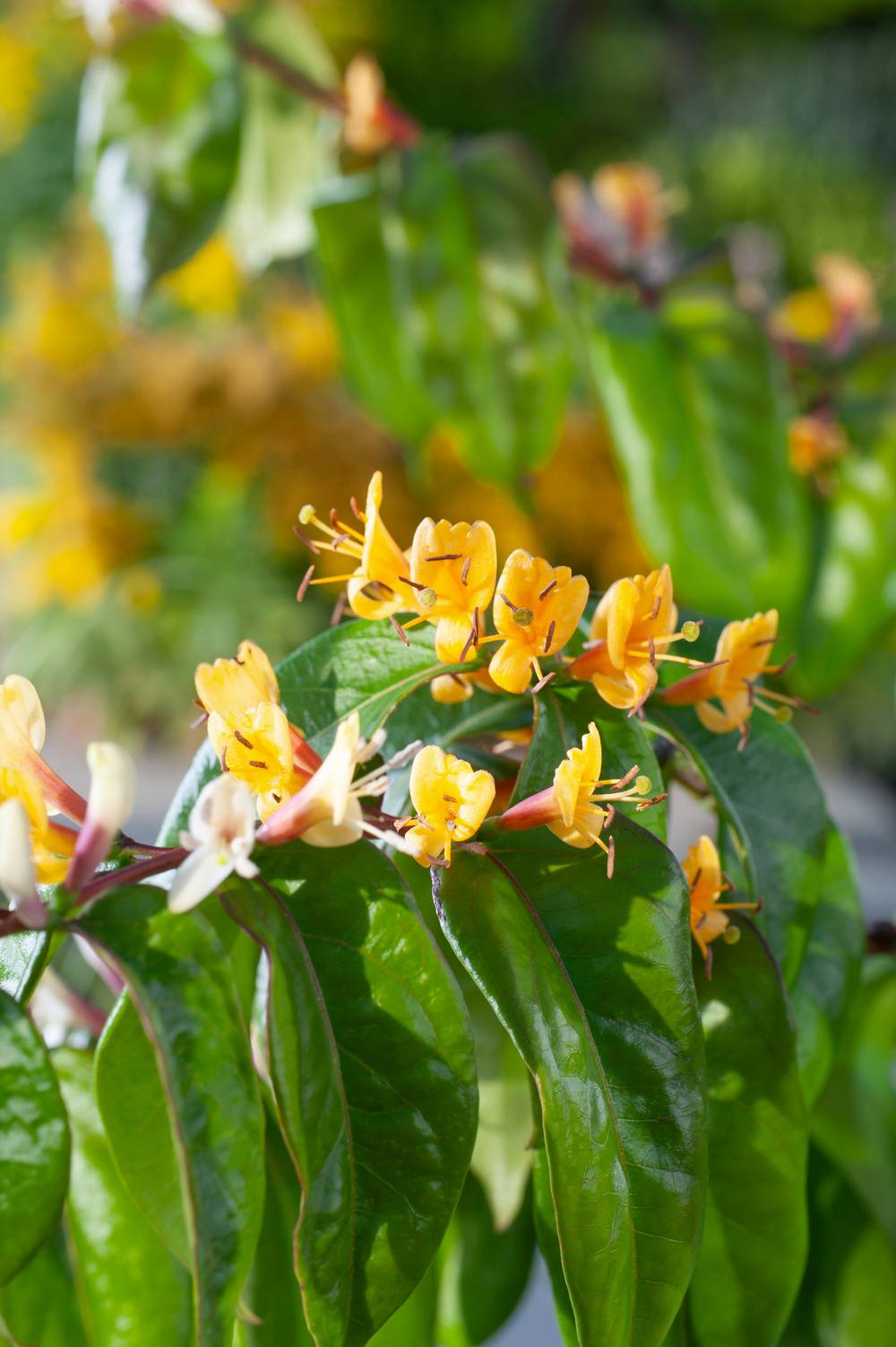 Lonicera acuminata 'Copper Beauty' - Chevrefeuille