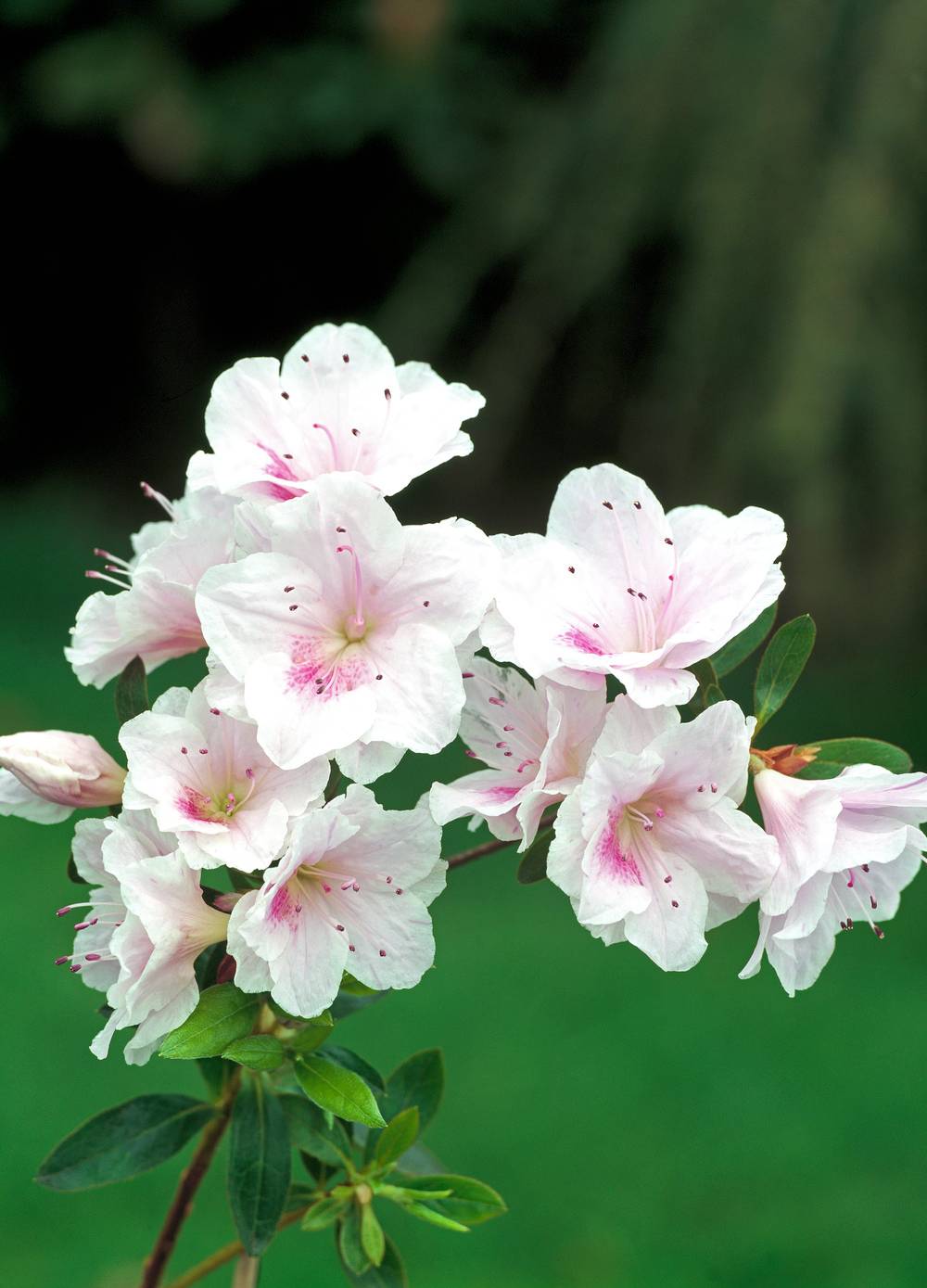 Azalea japonica 'Ho-Oden' - Azalée du Japon