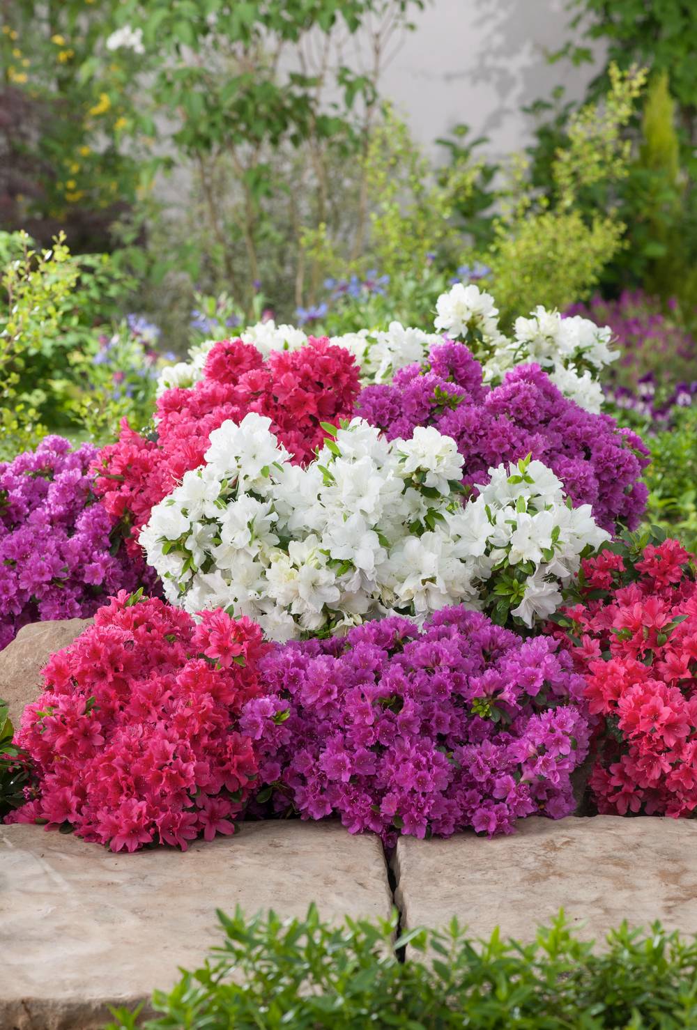 Azalea japonica 'Johanna' - Azalée du Japon