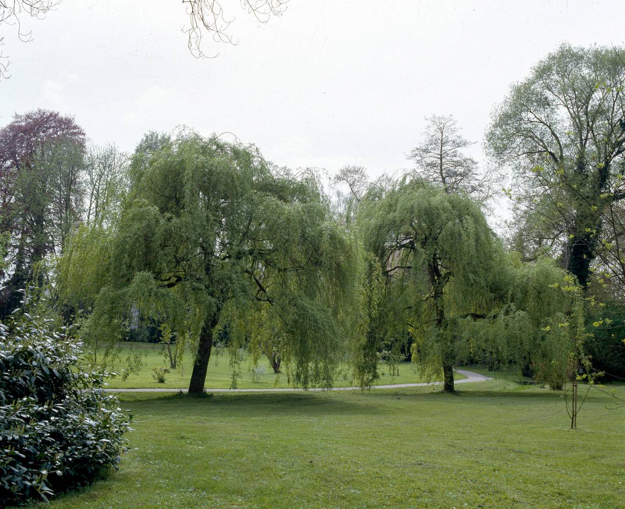 Salix sepulcralis 'Chrysocoma' - Saule pleureur doré