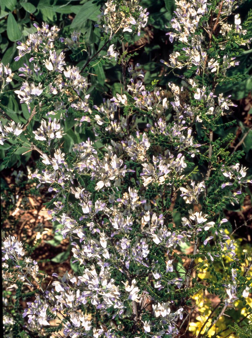 Sophora japonica 'Pendula' - Sophora pleureur