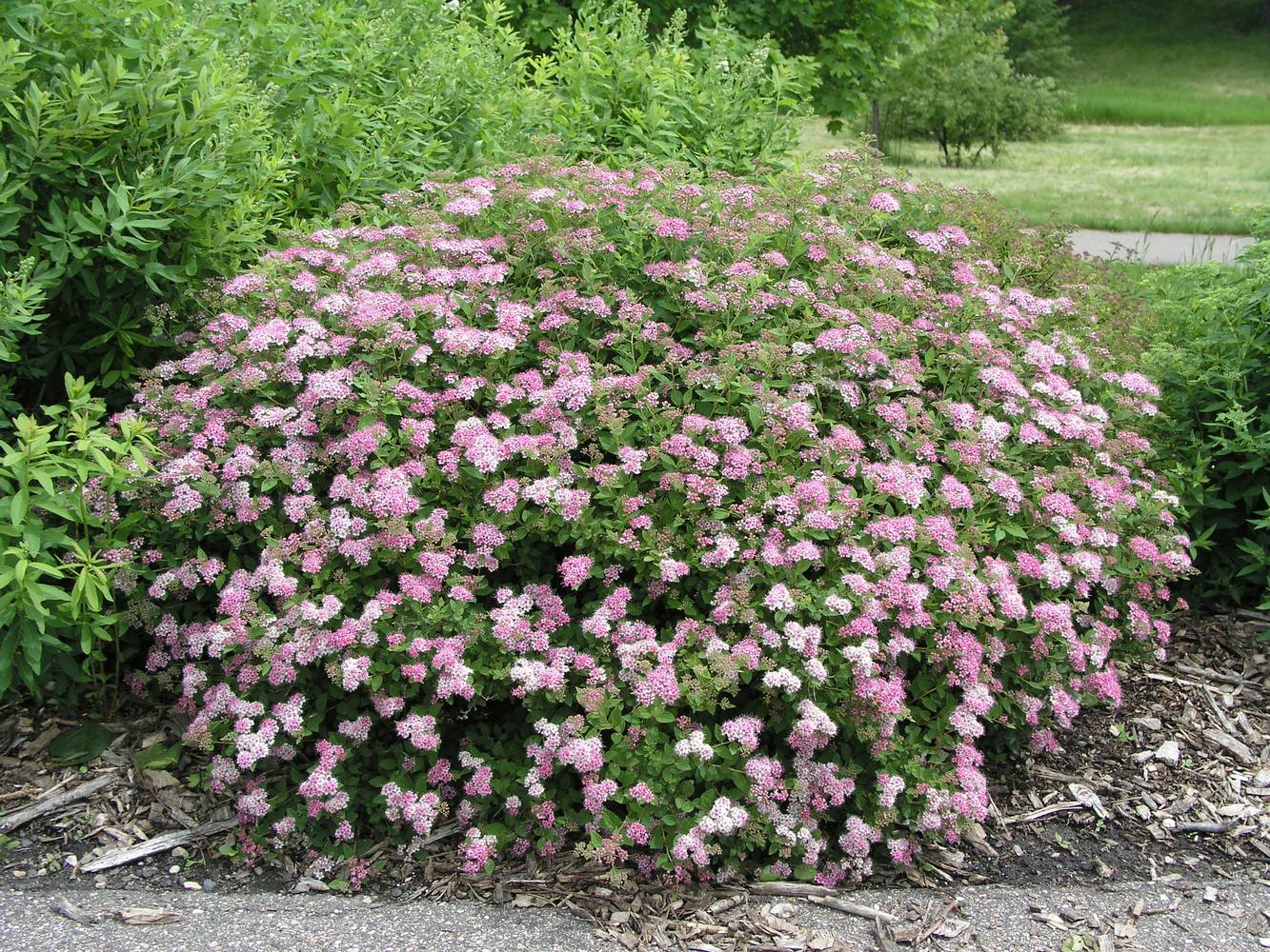 Spiraea japonica 'Little Princess' - Spirée