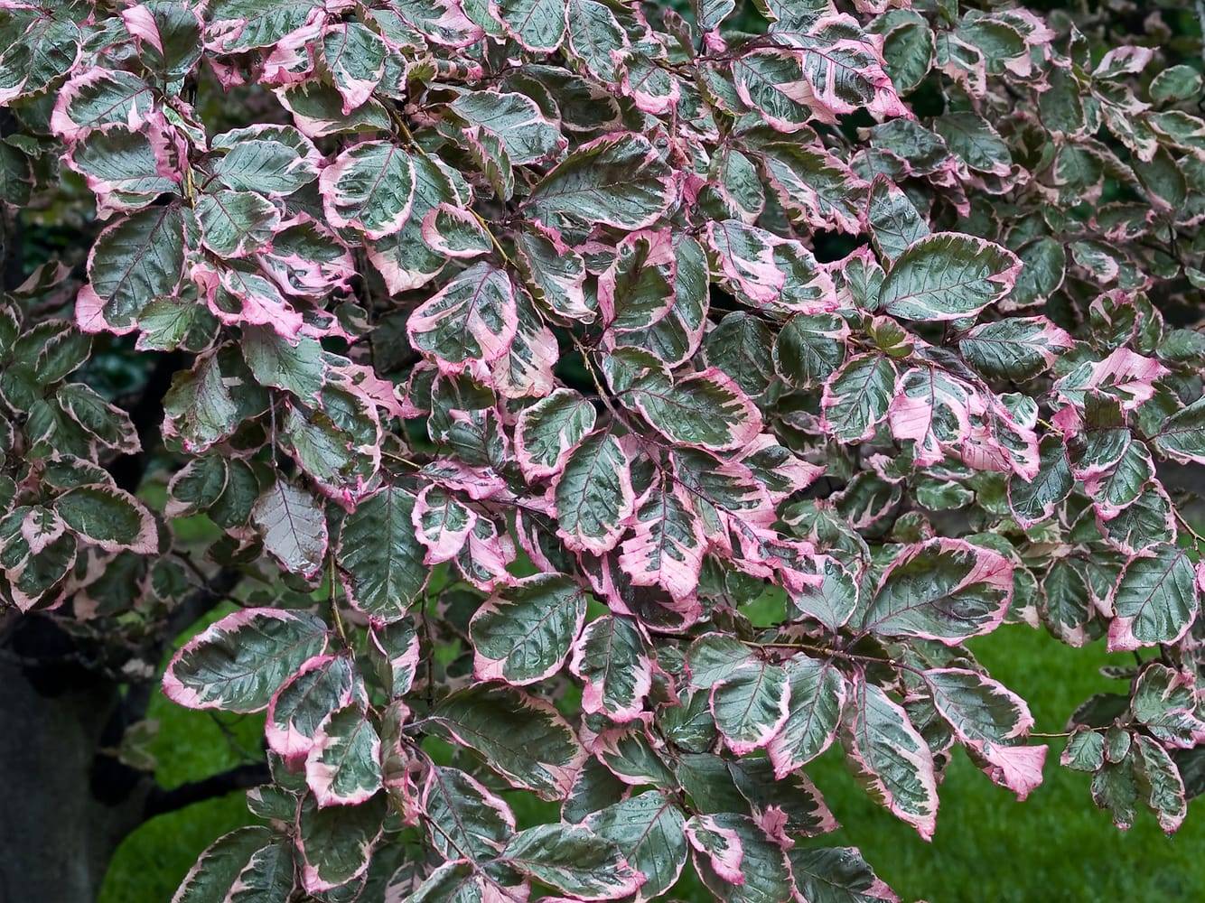 Hêtre 'Tricolor'