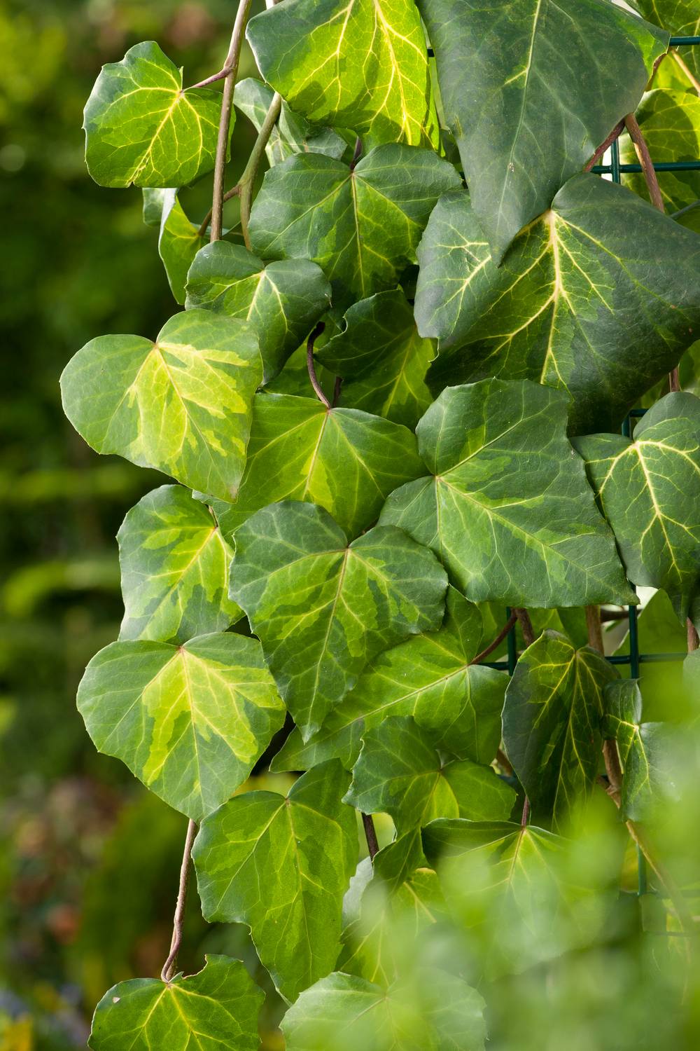 Hedera colchica 'Sulphur Heart' - Lierre