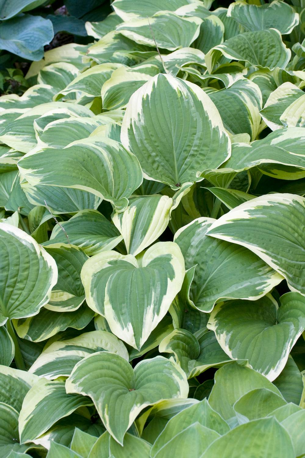 Hosta 'Antioch'