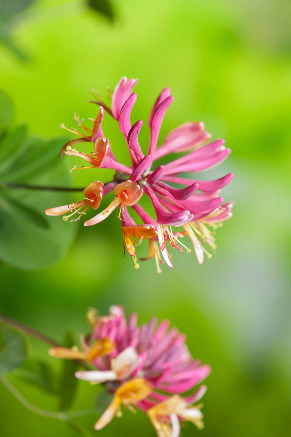 Lonicera heckrottii 'Gold Flame' - Chevrefeuille