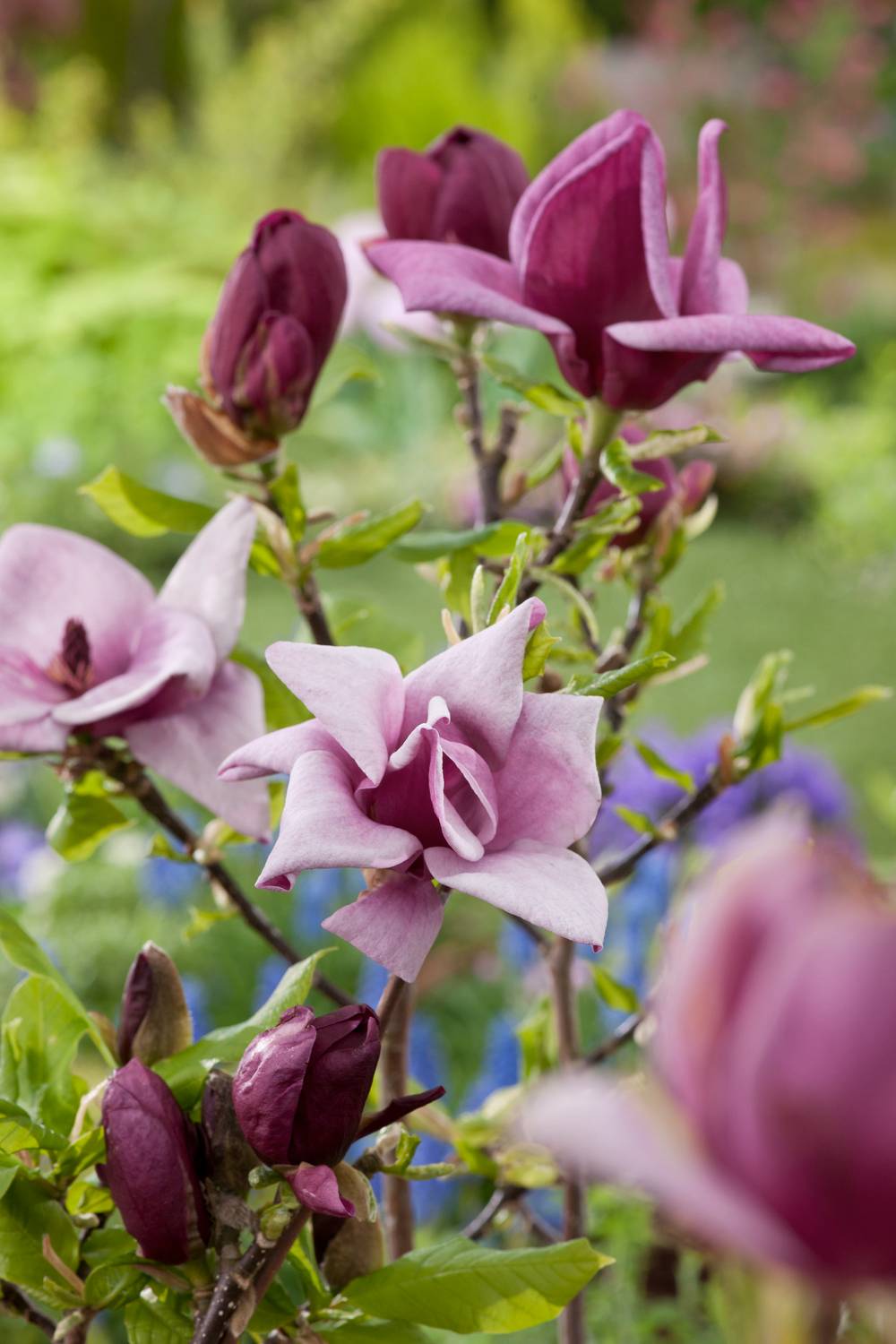Magnolia 'Genie'