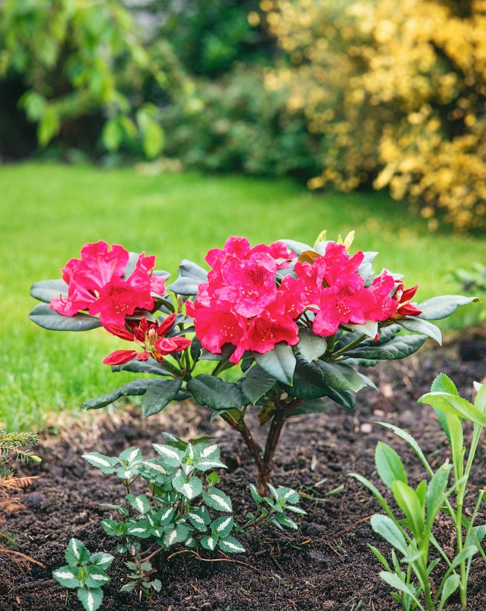 Rhododendron hybride 'Lord Roberts'