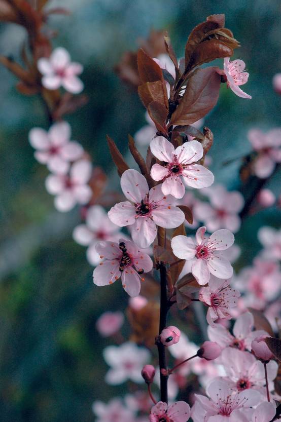 Prunus cerasifera 'Nigra' - Prunier du Japon
