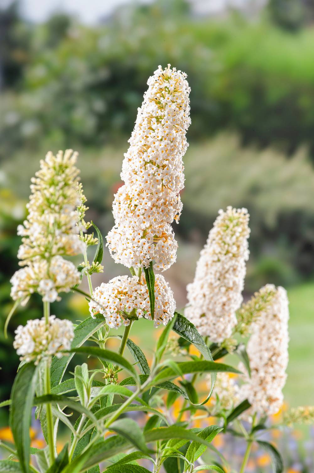 Buddleja davidii 'White Profusion' - Arbre aux papillons