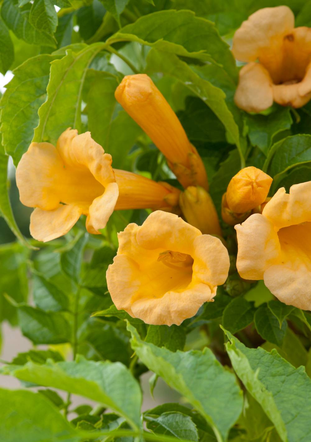 Bignone 'Yellow trumpet'