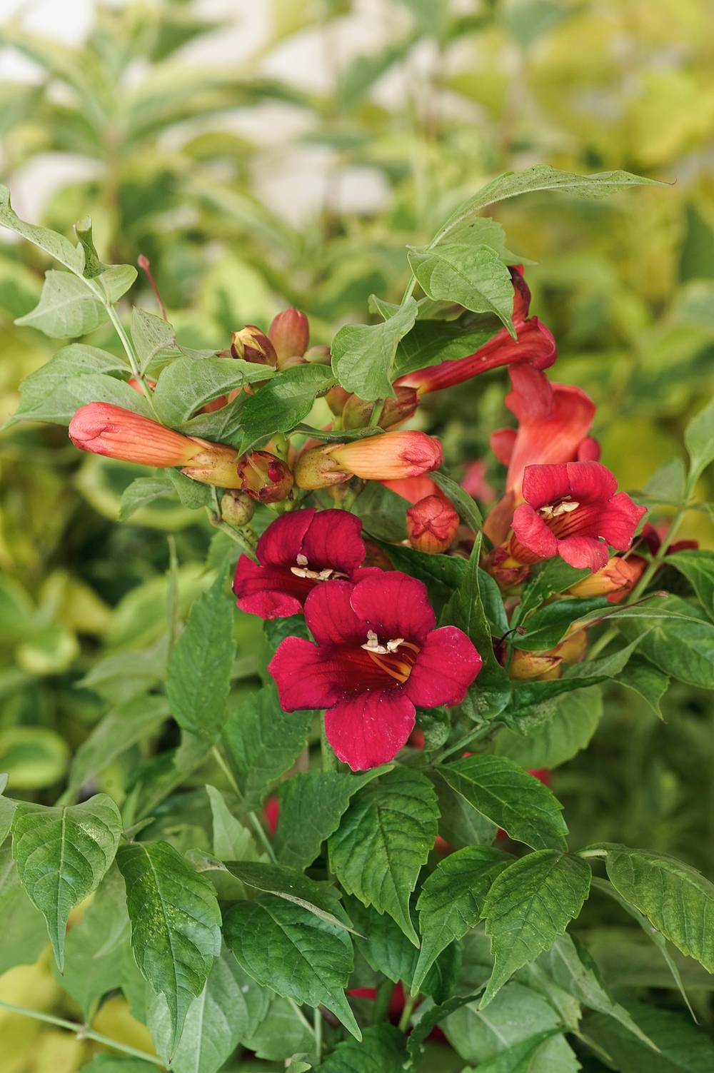 CAMPSIS radicans 'Stromboli'- Bignogne