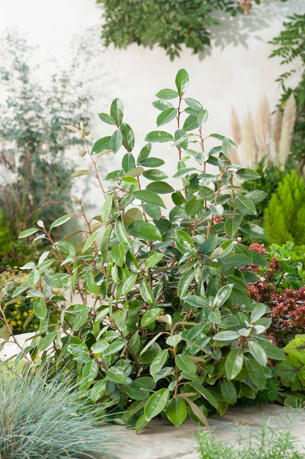 Elaeagnus x ebbingei 'Compacta' - Olivier de Bohême
