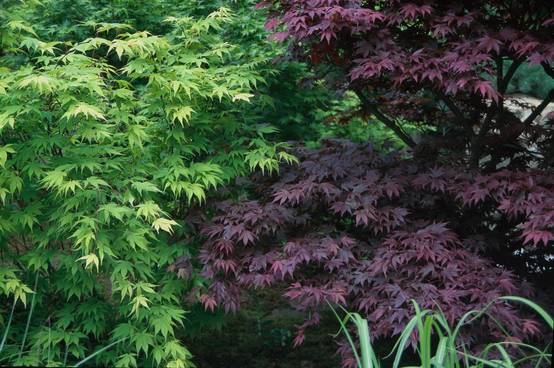 Acer palmatum assorti - Érable du Japon