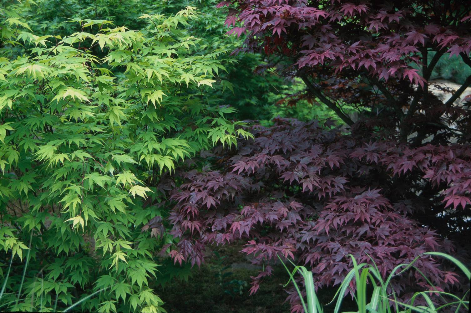 Acer palmatum assorti - Érable du Japon
