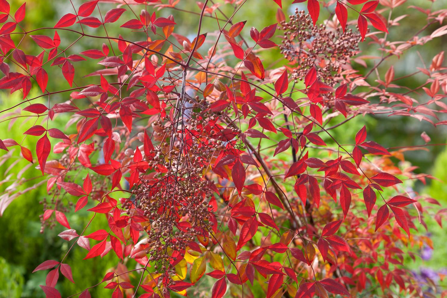 Nandina domestica - Bambou sacré
