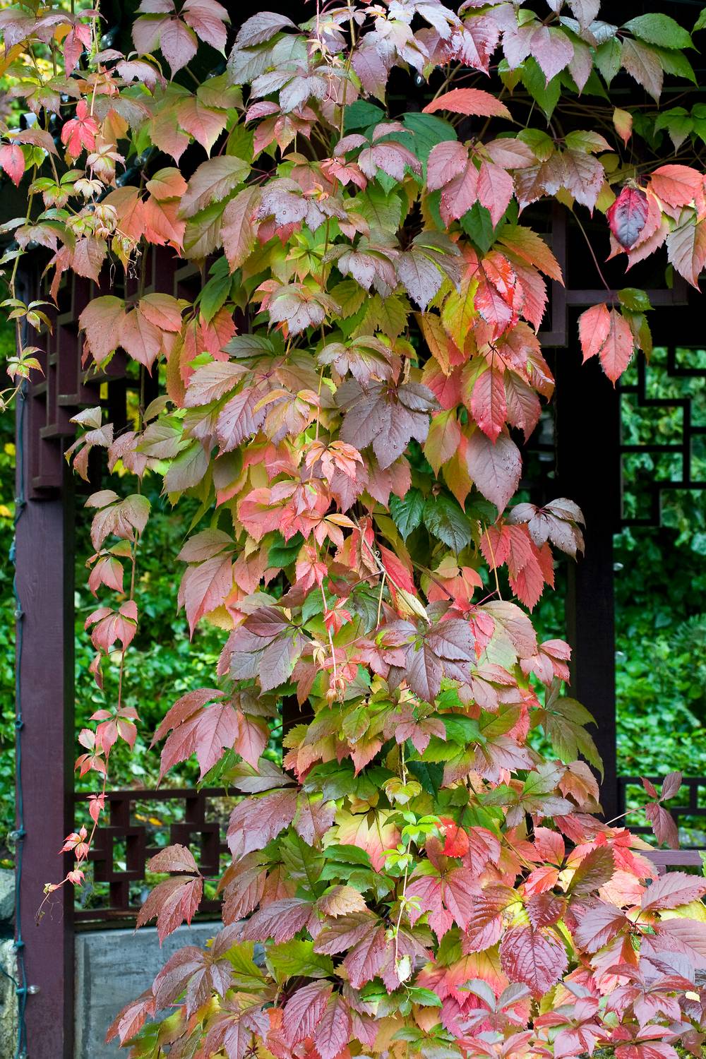 Vigne vierge quinquefolia