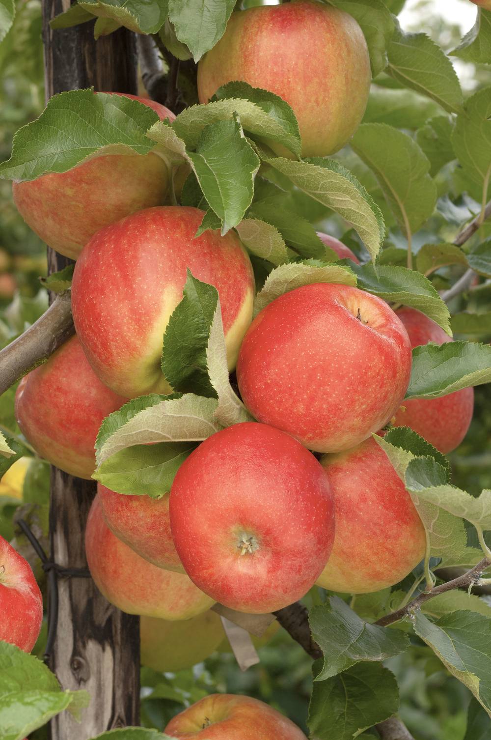 Pommier 'Jonagold'