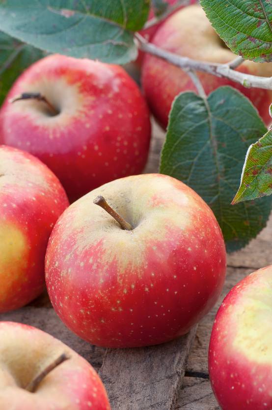 Pommier 'Ariane®'