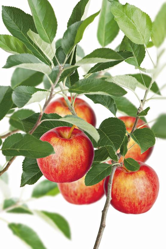 Pommier 'Gala'