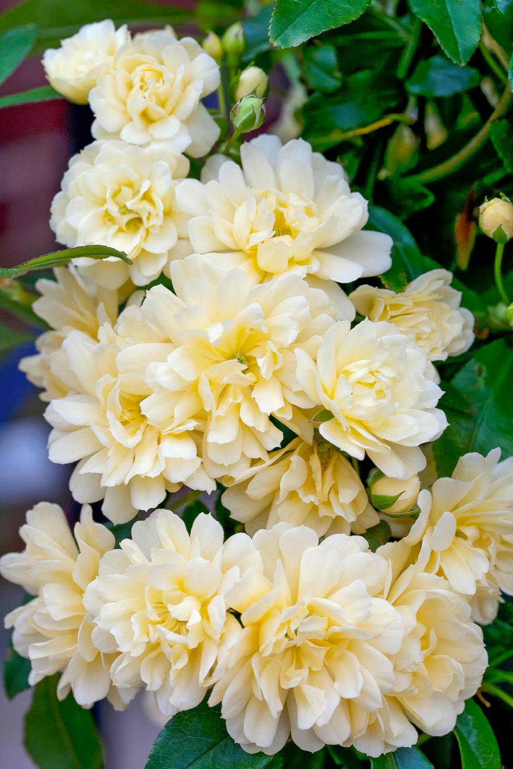 Rosier de Banks 'Lutea'