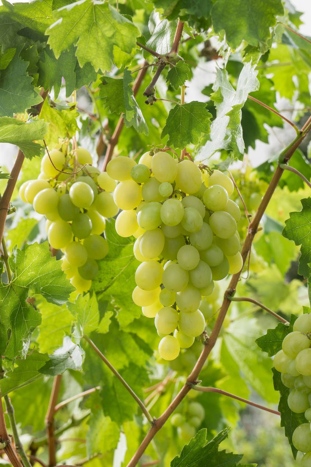 Vigne 'Italia'
