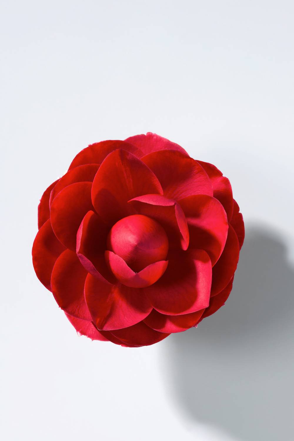 Camellia japonica 'Black Lace' - Camélia du Japon