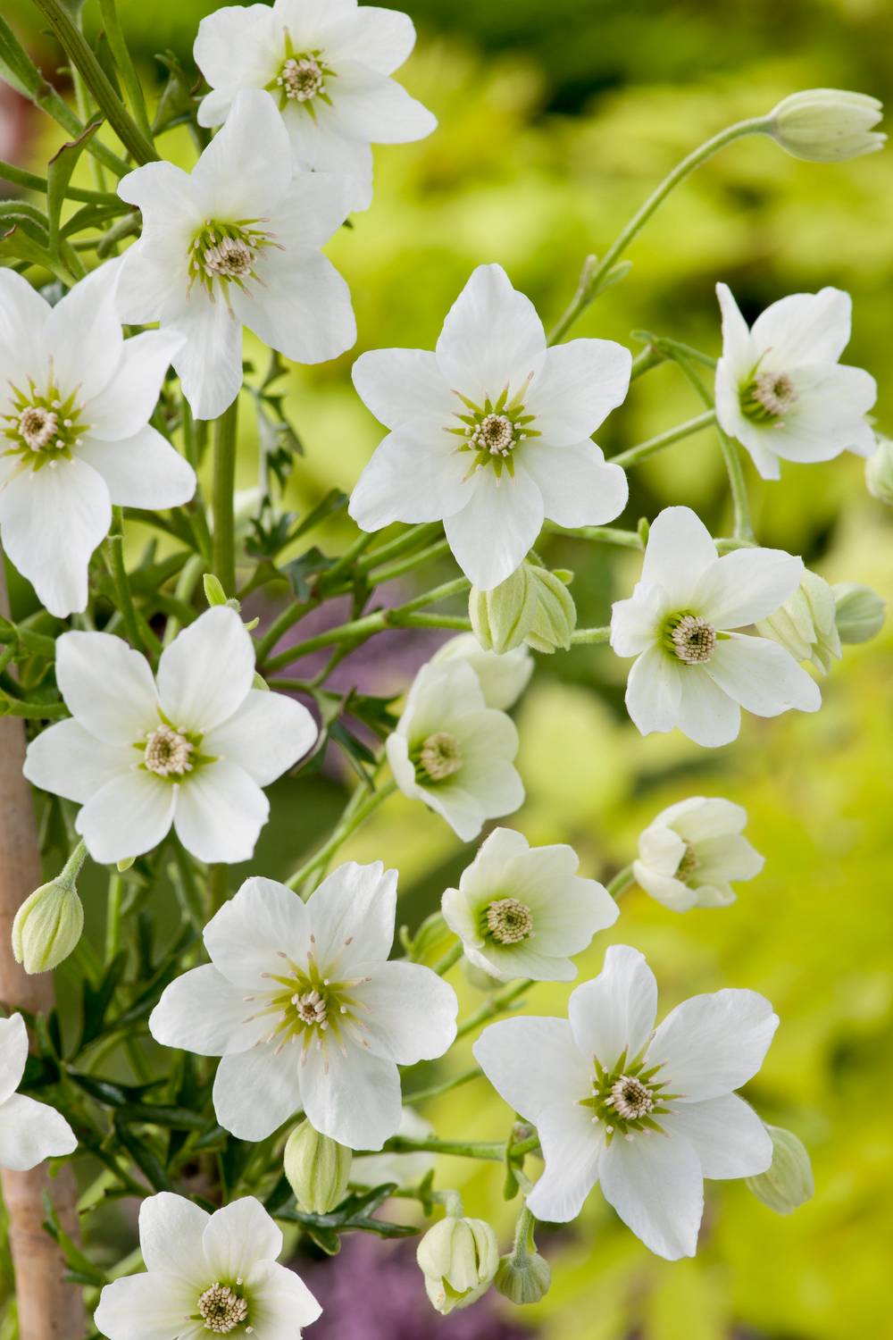 Clématite 'Early Sensation' - Clematis
