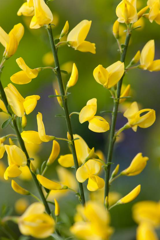 Cytisus praecox 'Allgold' - Genêt