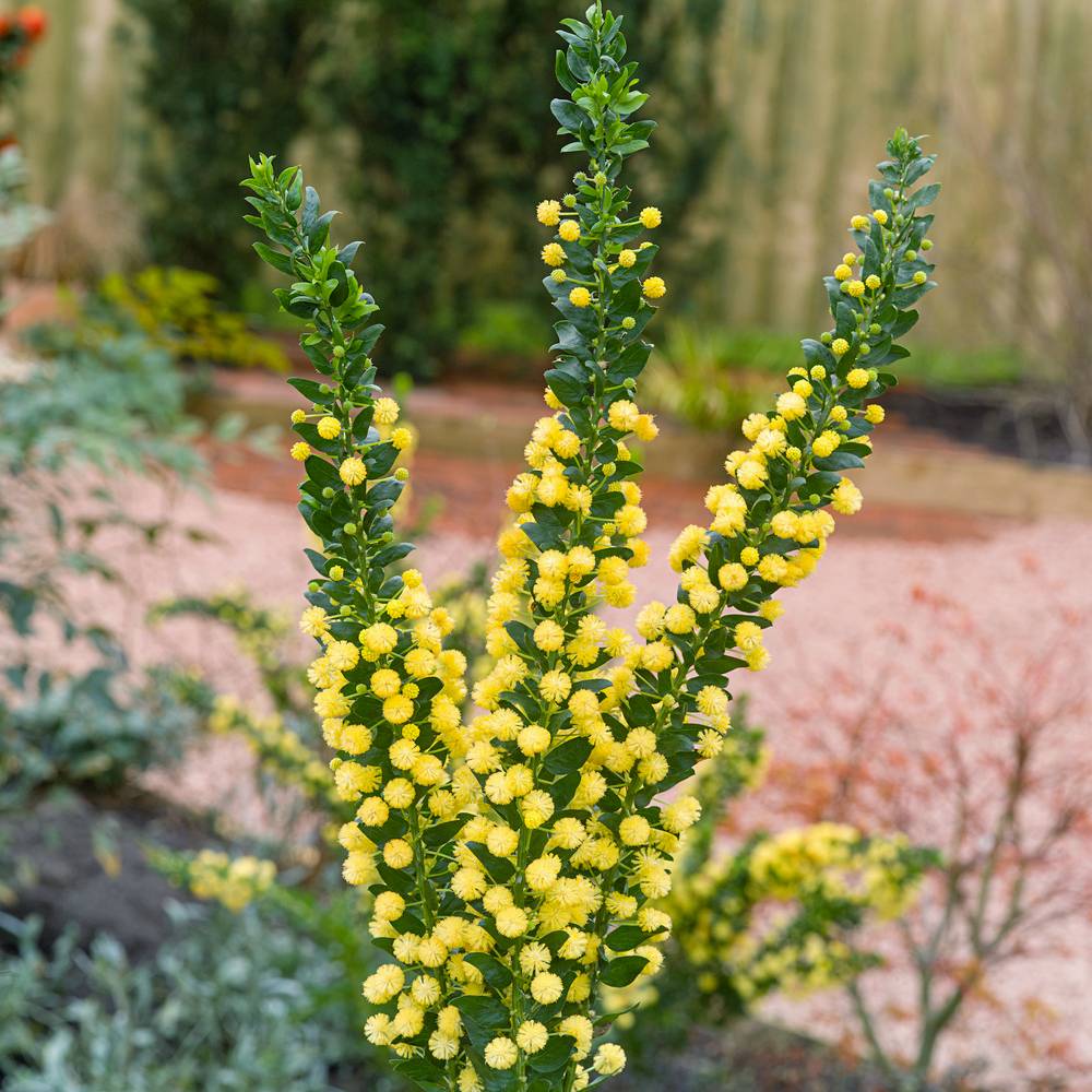 Mimosa pravissima - Image 1