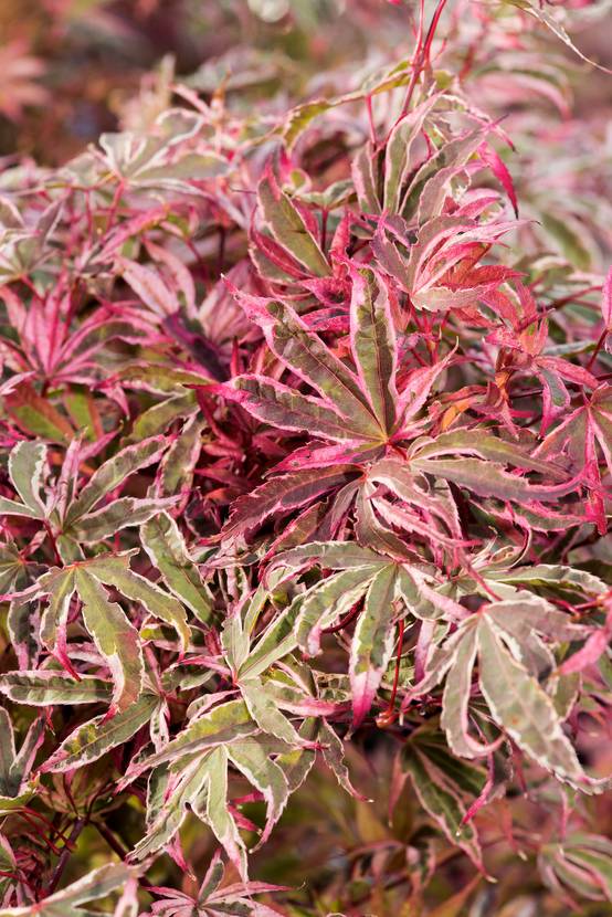 Acer palmatum 'Shirazz' - Érable du Japon