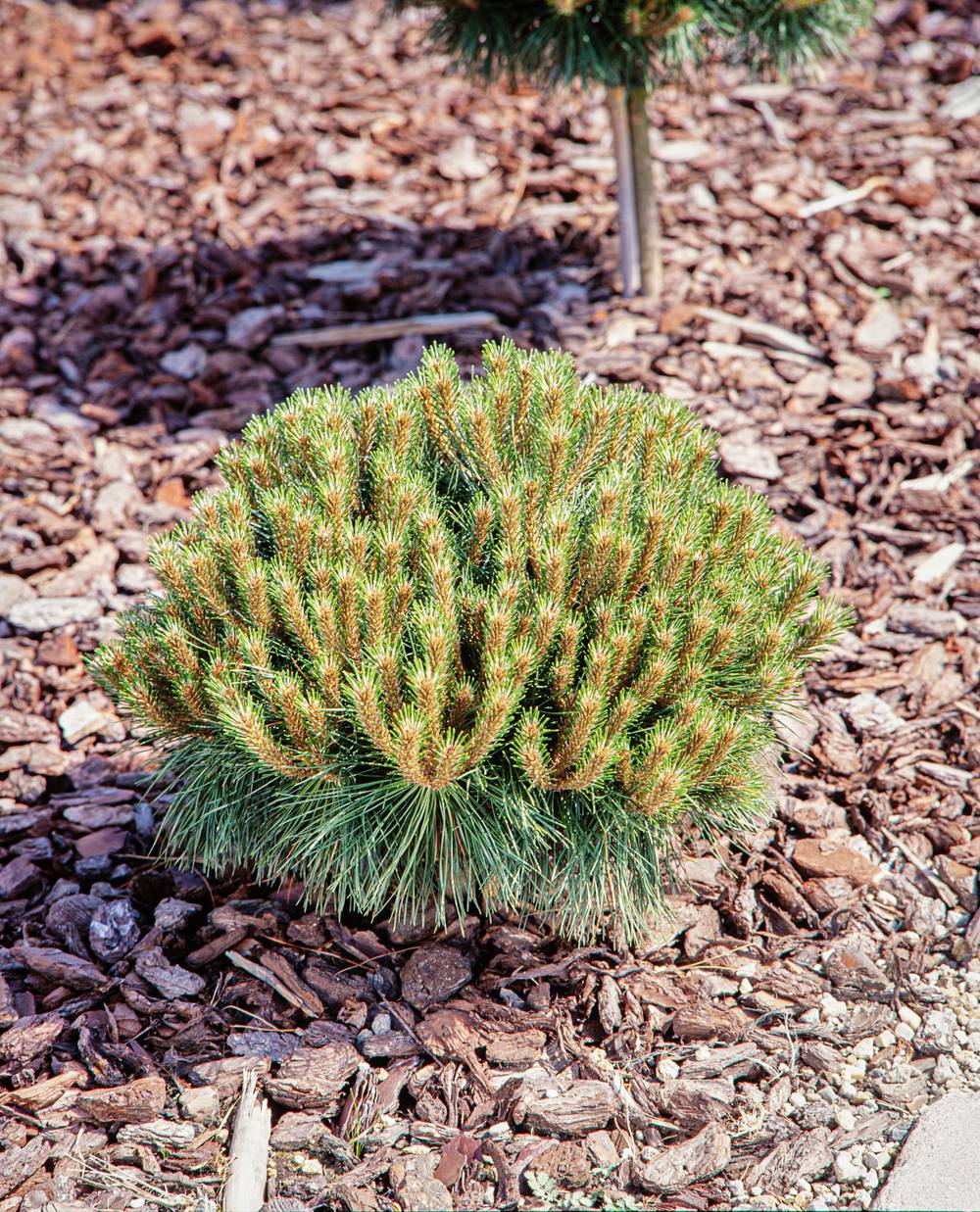 Pinus nigra 'Pierrick Bregeon' - Pin noir