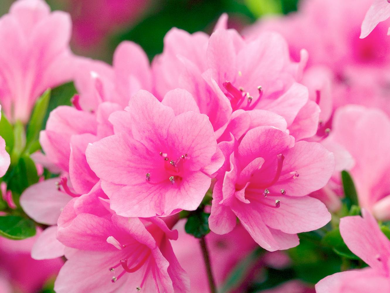 Azalea japonica 'Kirin' - Azalée du Japon