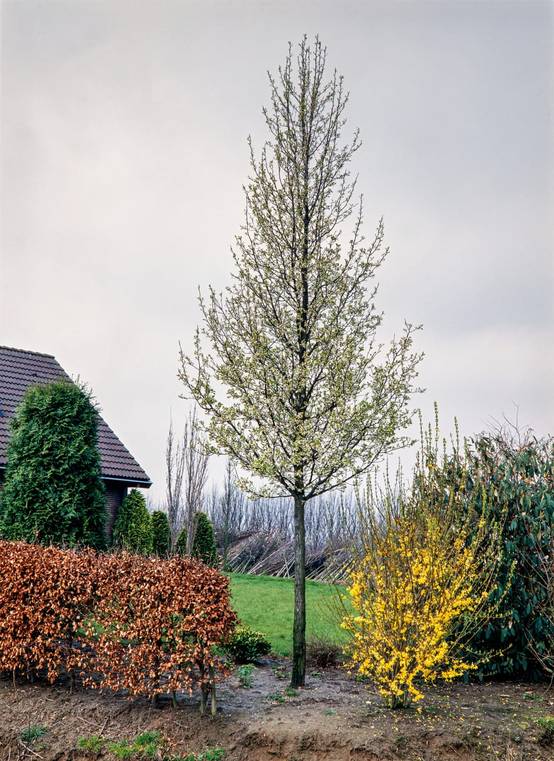 Pyrus calleryana 'Chanticleer' - Poirier d'ornement