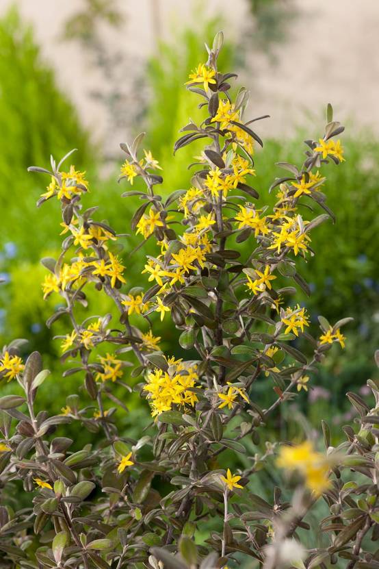 Corokia Frosted Chocolate