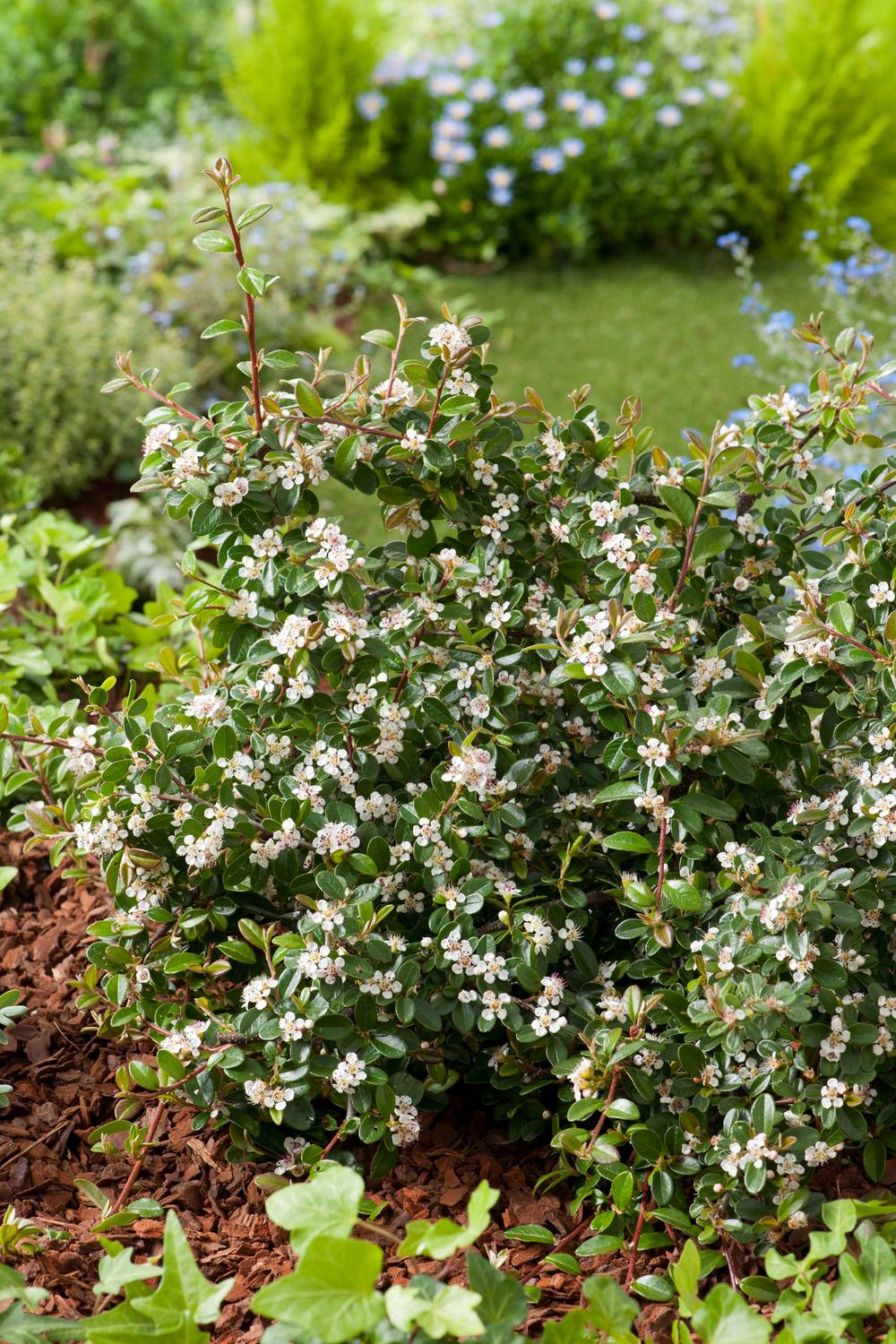 Cotoneaster dammeri 'Skogholm'