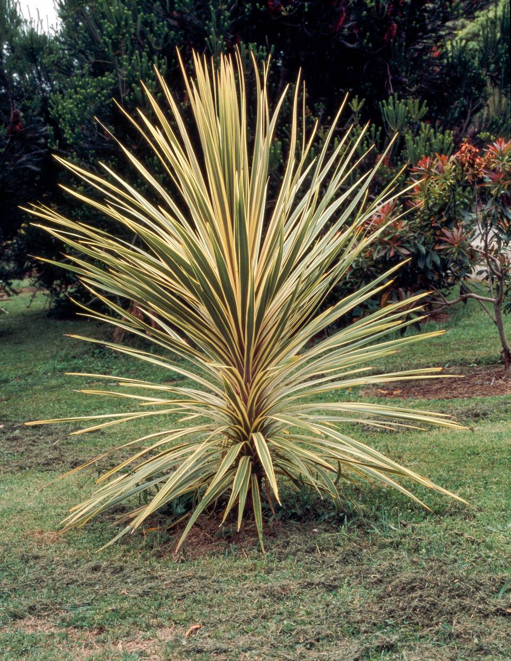 Cordyline australis 'Albertii'