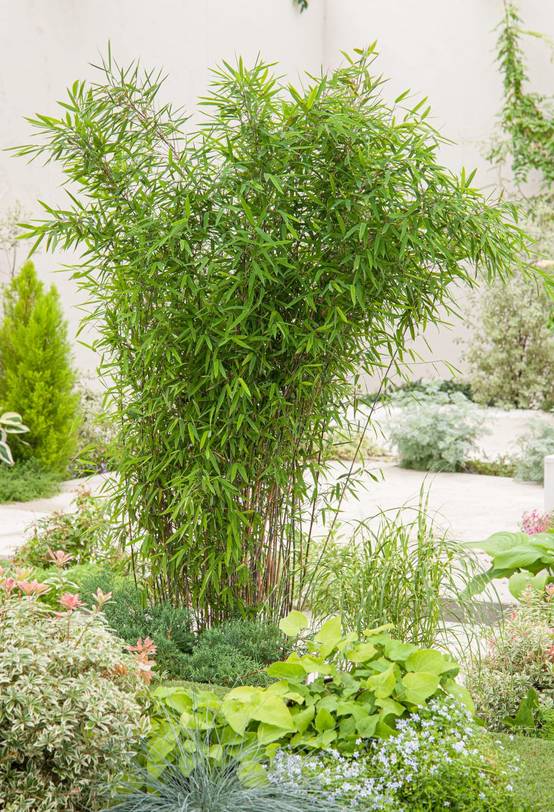 Fargesia nitida 'Black Pearl'- Bambou non traçant