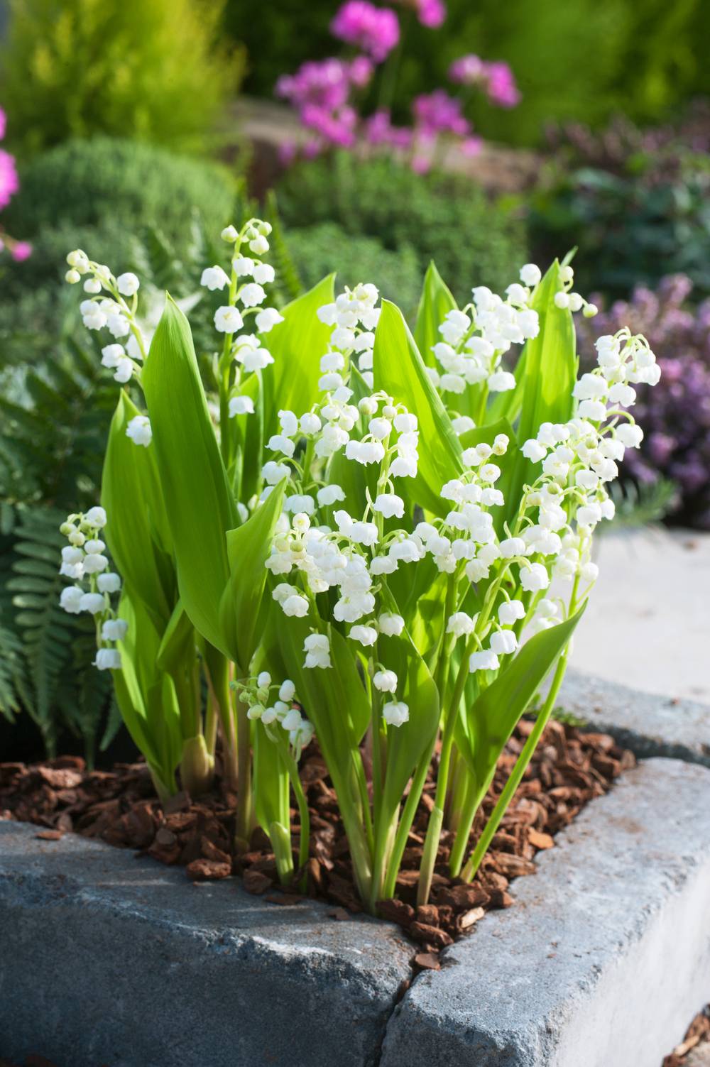 Muguet