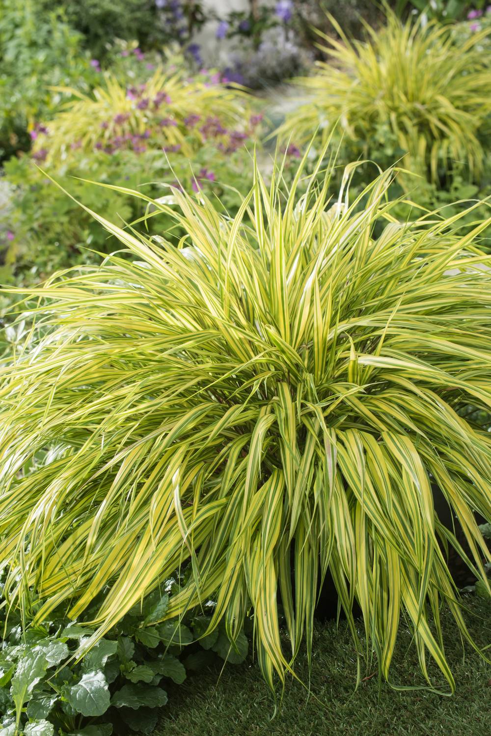 Hakonechloa macra 'Aureola' - Graminée Herbe du Japon