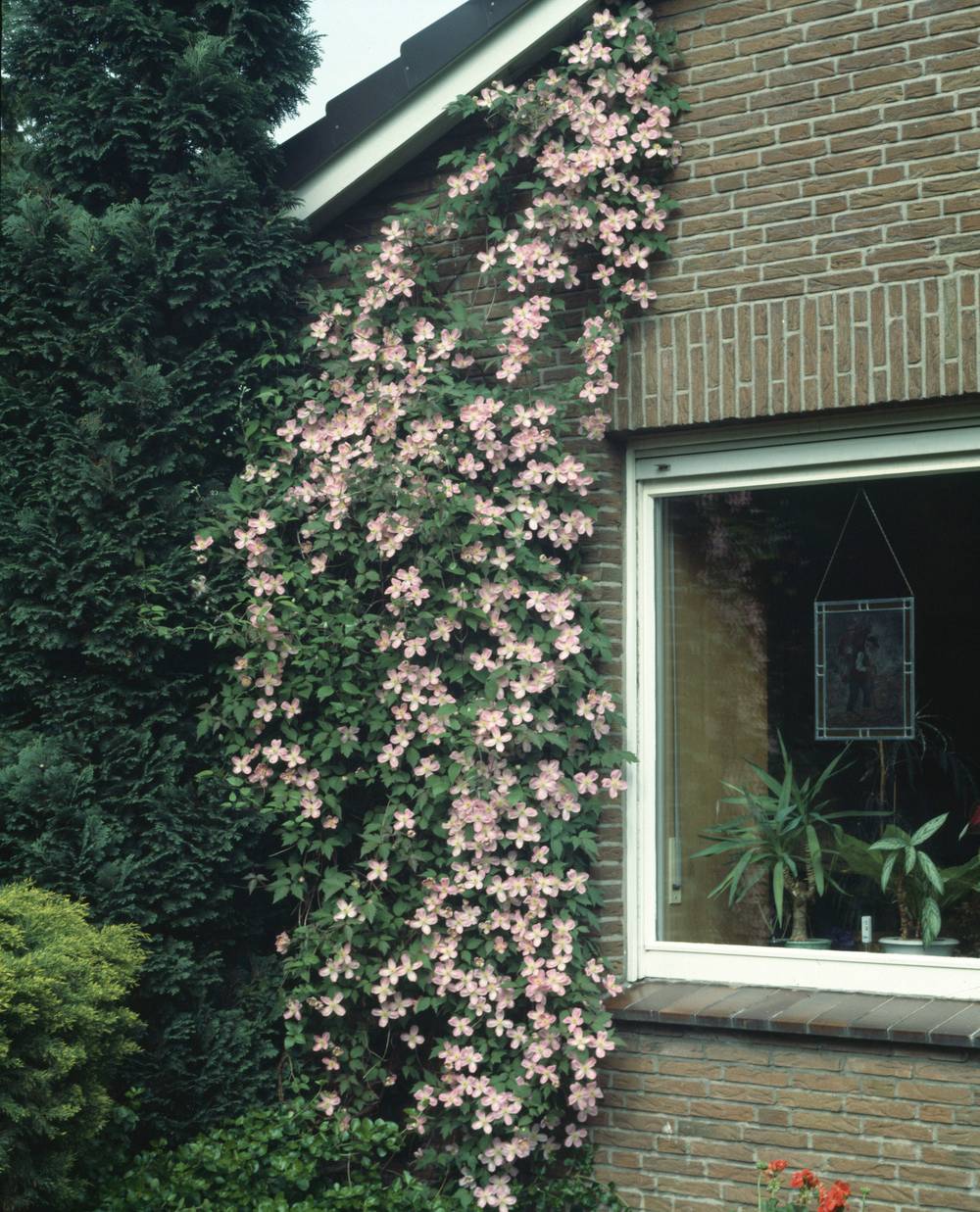 Clématite montana 'Rubens Superba' - Clematis