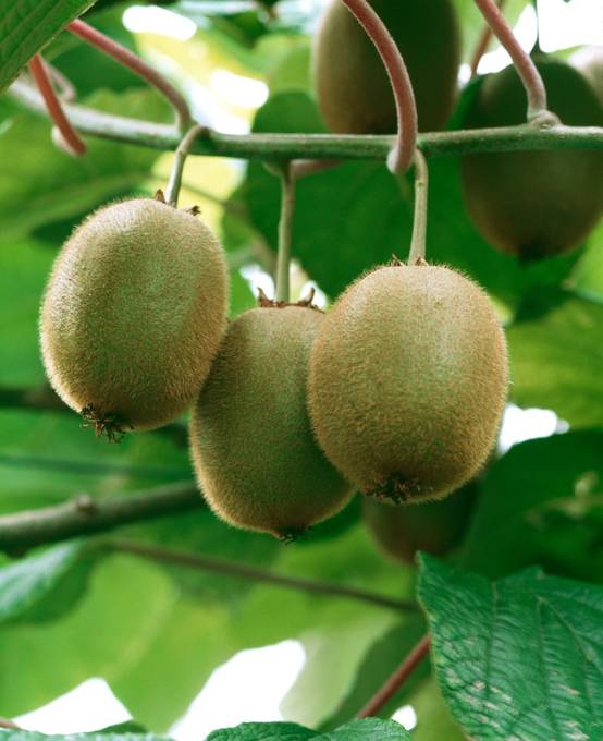 Kiwi femelle 'Hayward'