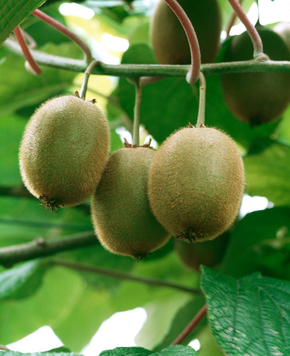 Kiwi femelle 'Hayward'