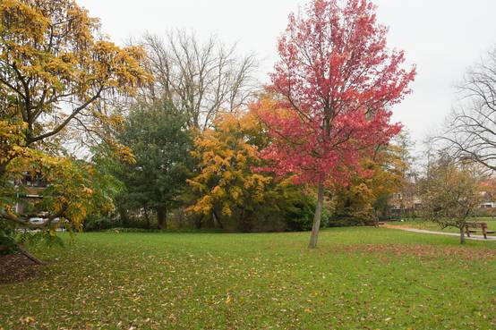 Liquidambar styraciflua - Copalme d'Amérique