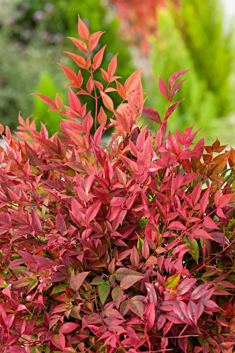 Nandina domestica 'Obsessed' - 'Seika' - Bambou sacré