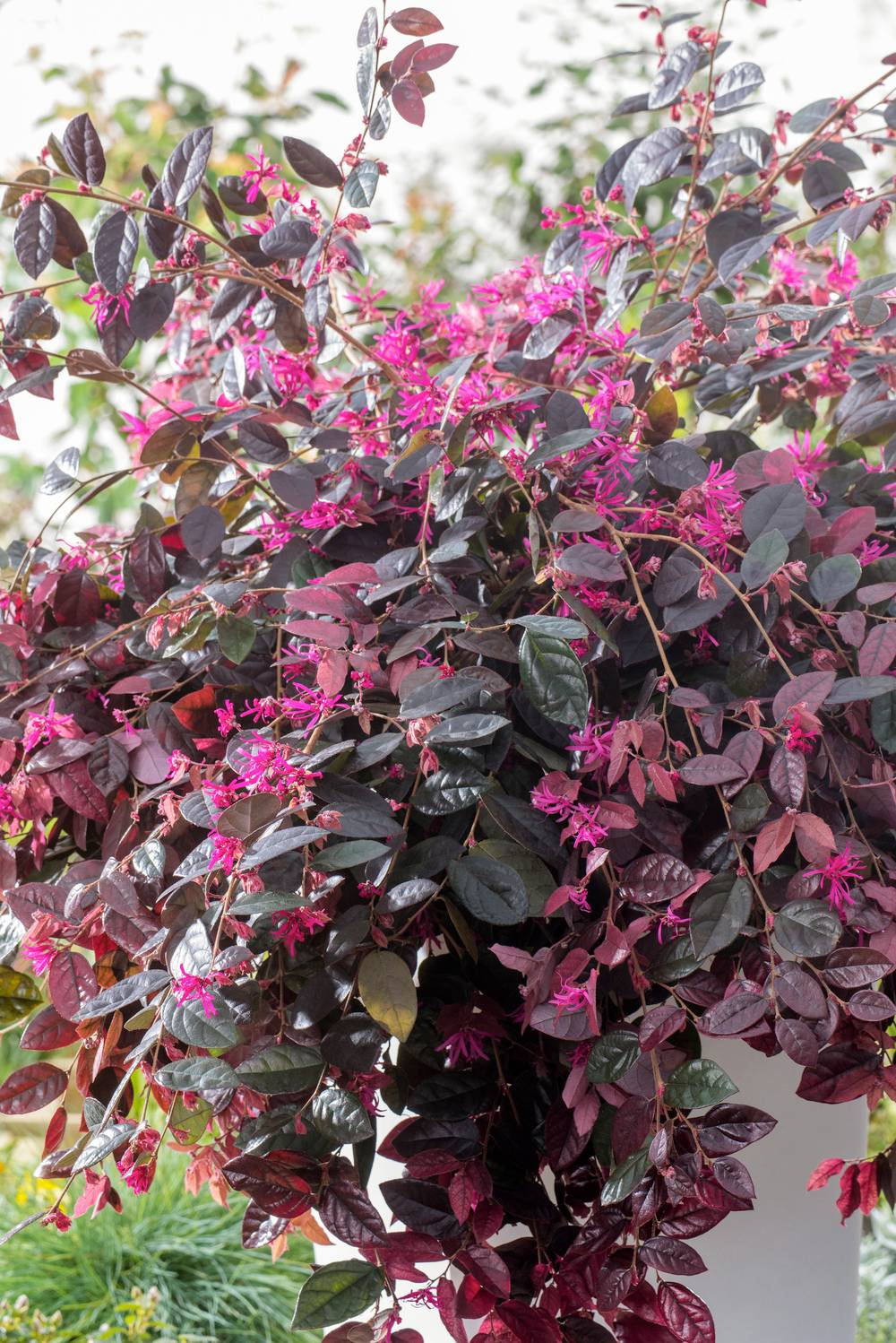 Loropetalum Fire Dance