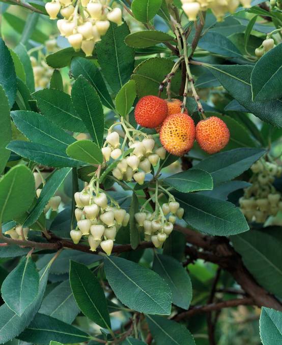 Arbutus unedo 'Atlantic' - Arbousier